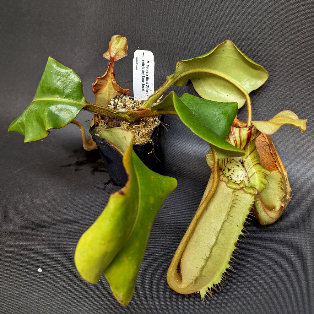 
                      
                        Nepenthes truncata Giant Striped x veitchii (m) Bario Squat
                      
                    