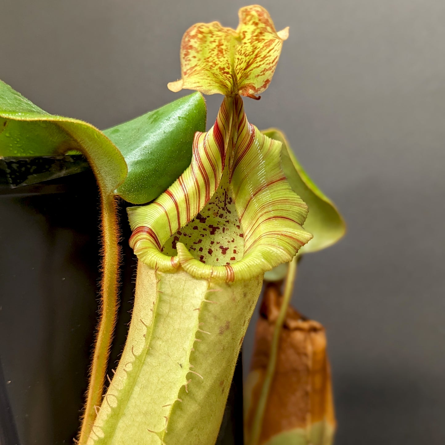 Nepenthes truncata Giant Striped x veitchii (m) Bario Squat