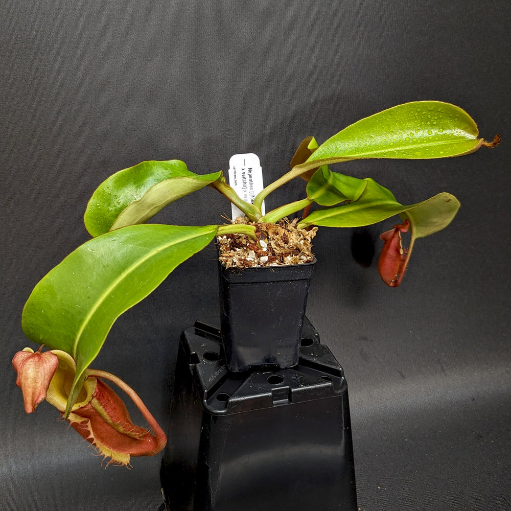 
                      
                        Nepenthes [(Rokko x boschiana) x veitchii] x veitchii (m) - clone W
                      
                    