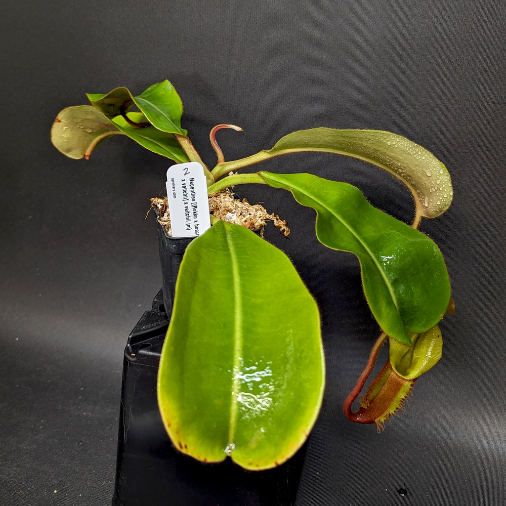 
                      
                        Nepenthes [(Rokko x boschiana) x veitchii] x veitchii (m) - clone W
                      
                    