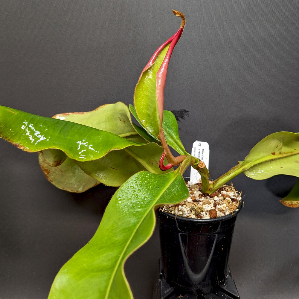 
                      
                        Nepenthes [(Rokko x boschiana) x veitchii] x veitchii (m) - clone W
                      
                    