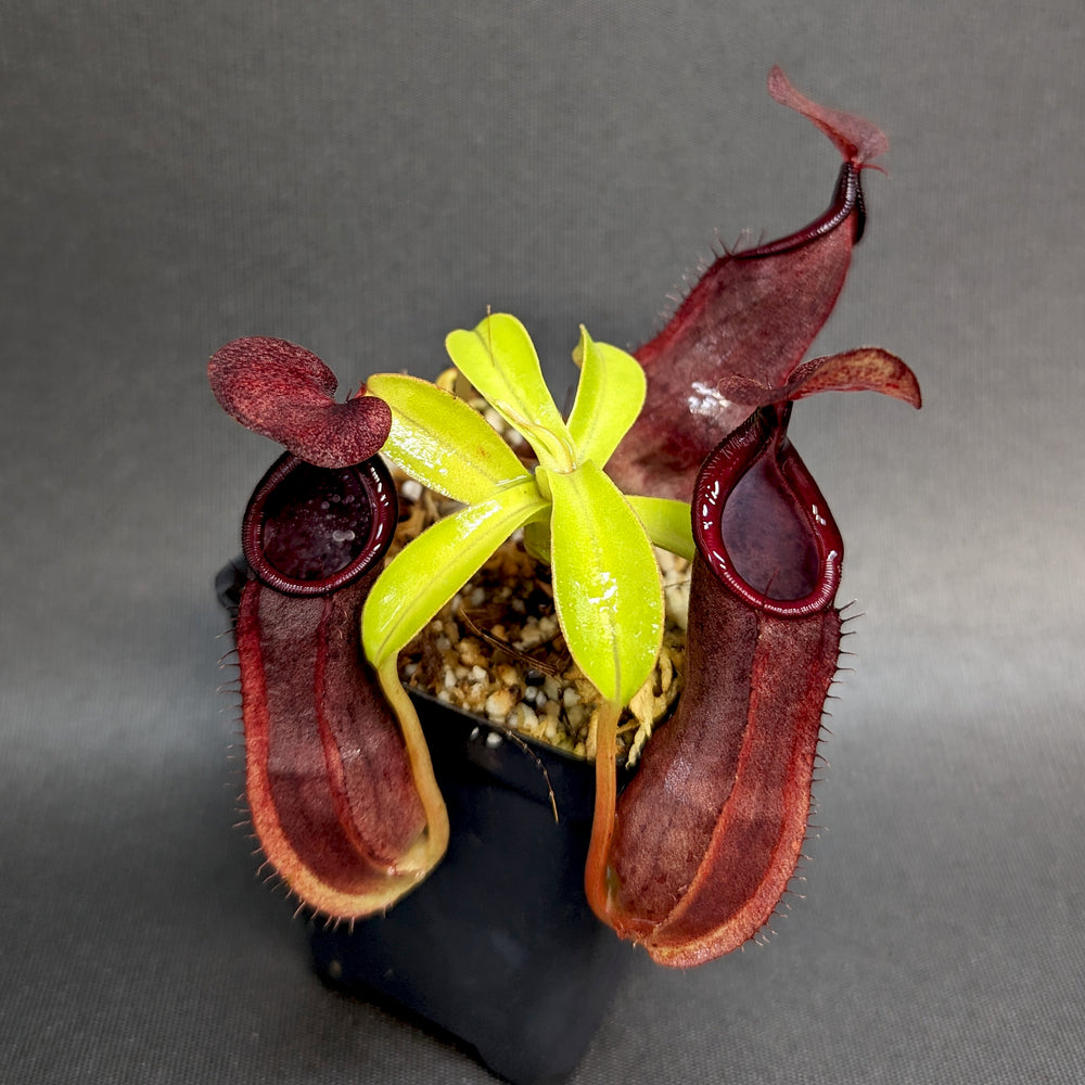 
                      
                        Nepenthes spathulata x tobaica, BE-3794
                      
                    