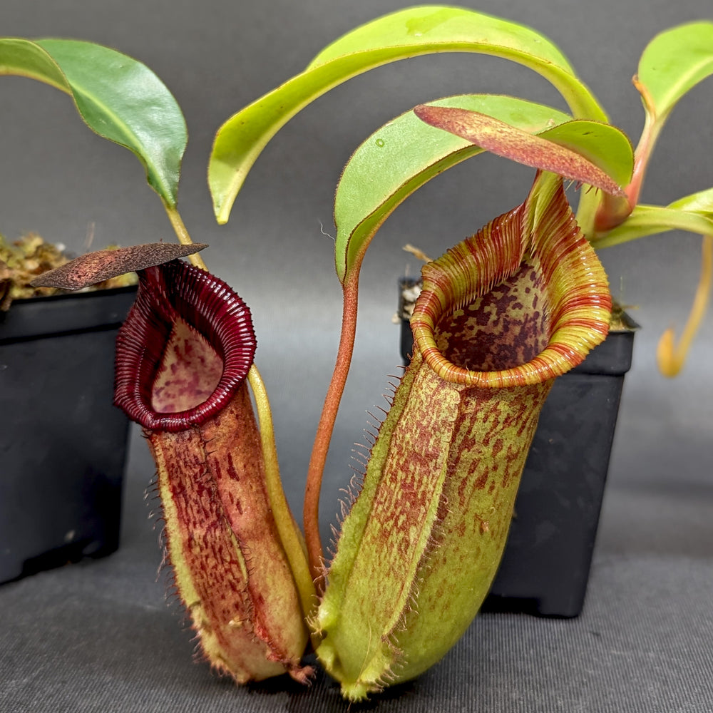 Nepenthes (spathulata x spectabilis) 