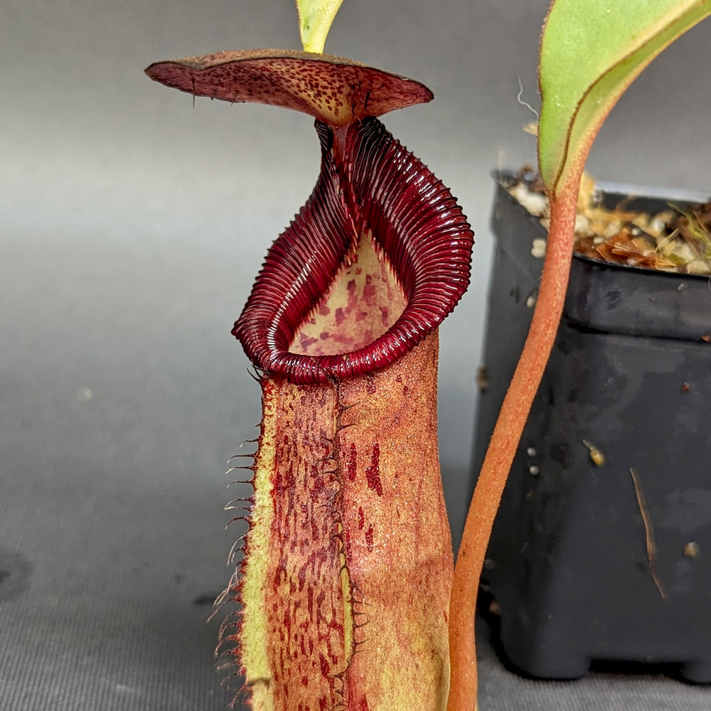 
                      
                        Nepenthes (spathulata x spectabilis) "BE Best" x lowii, CAR-0065, pitcher plant, carnivorous plant, collectors plant, large pitchers, rare plants 
                      
                    