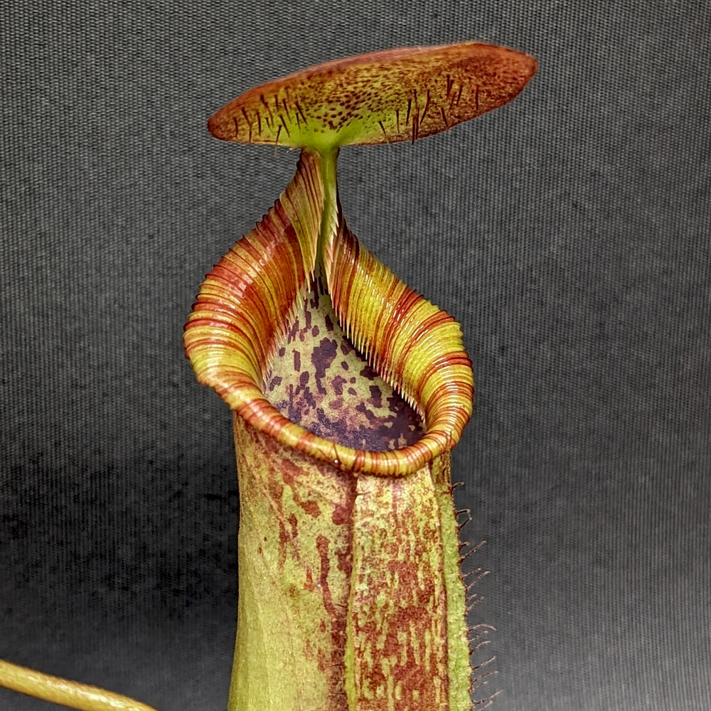 
                      
                        Nepenthes (spathulata x spectabilis) "BE Best" x lowii, CAR-0065, pitcher plant, carnivorous plant, collectors plant, large pitchers, rare plants 
                      
                    