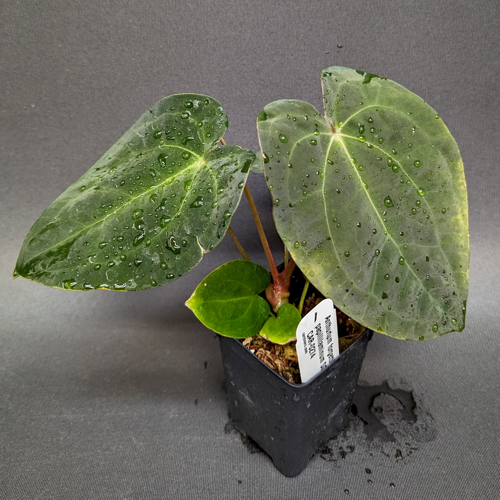 
                      
                        Anthurium forgetii Dark x papillilaminum SC2, CAR-0274
                      
                    