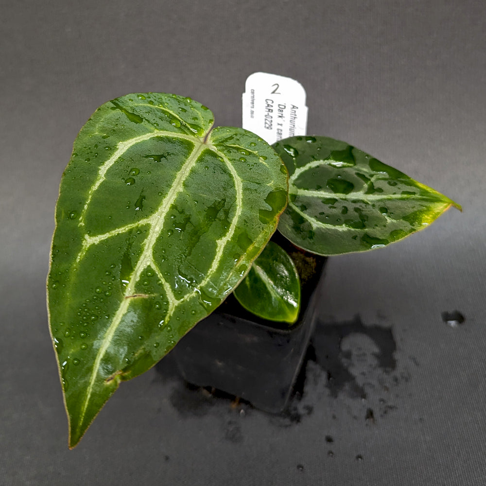 
                      
                        Anthurium crystallinum 'Dark' x carlablackiae, CAR-0229
                      
                    