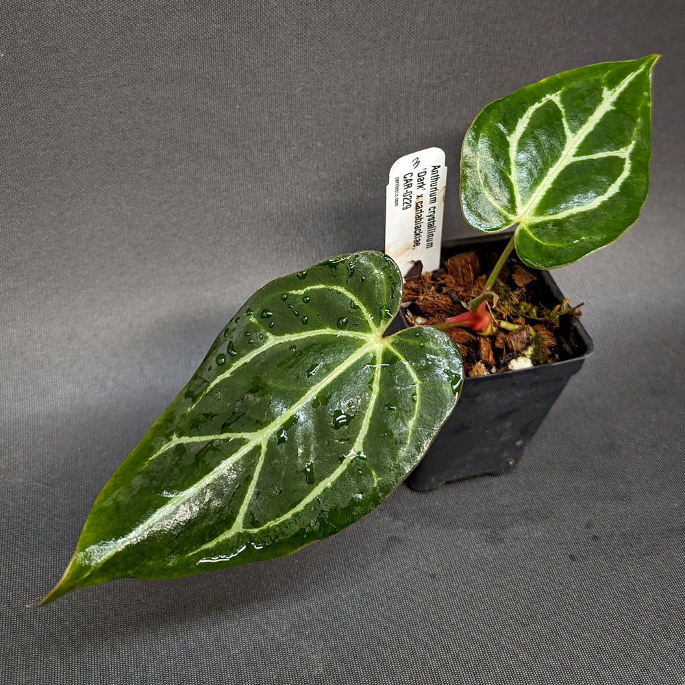 
                      
                        Anthurium crystallinum 'Dark' x carlablackiae, CAR-0229
                      
                    