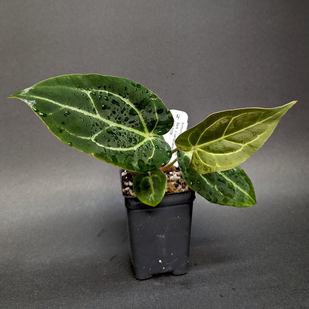 
                      
                        Anthurium crystallinum 'Dark' x carlablackiae, CAR-0229
                      
                    