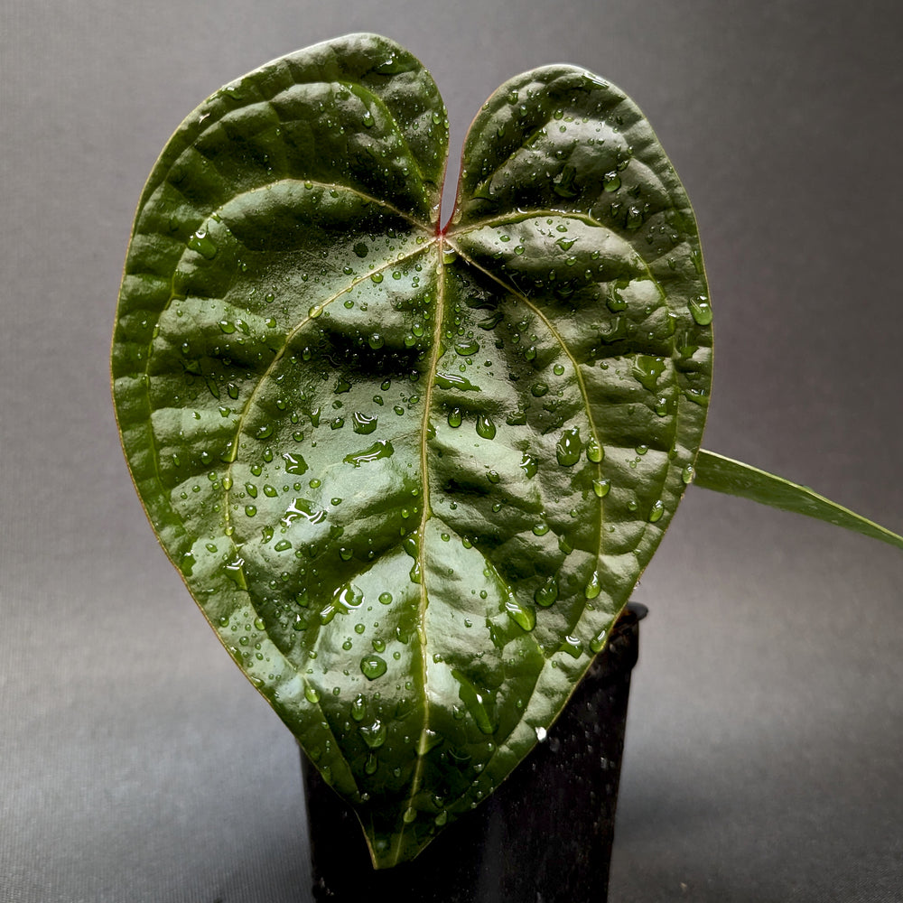 
                      
                        Anthurium forgetii 'Silver' x luxurians, CAR-0344
                      
                    