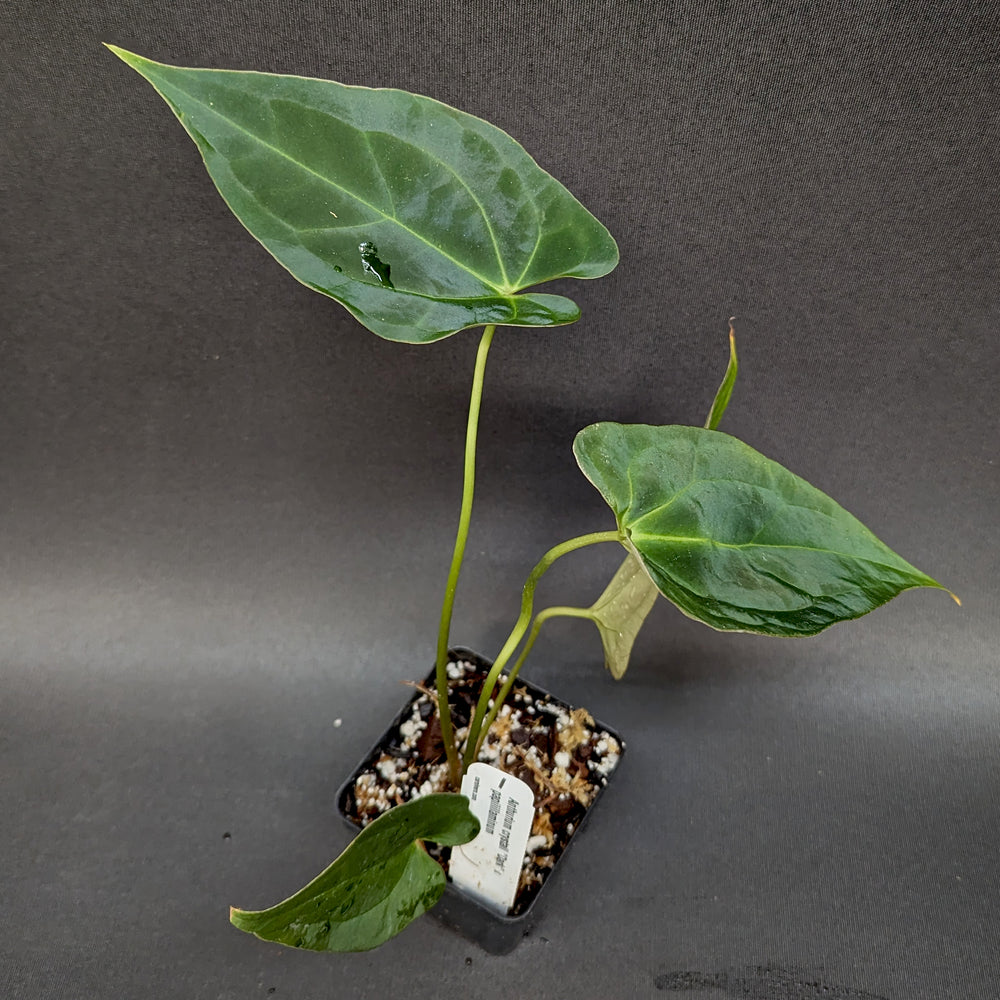 
                      
                        Anthurium crystallinum Dark x papillilaminum, CAR-0241
                      
                    