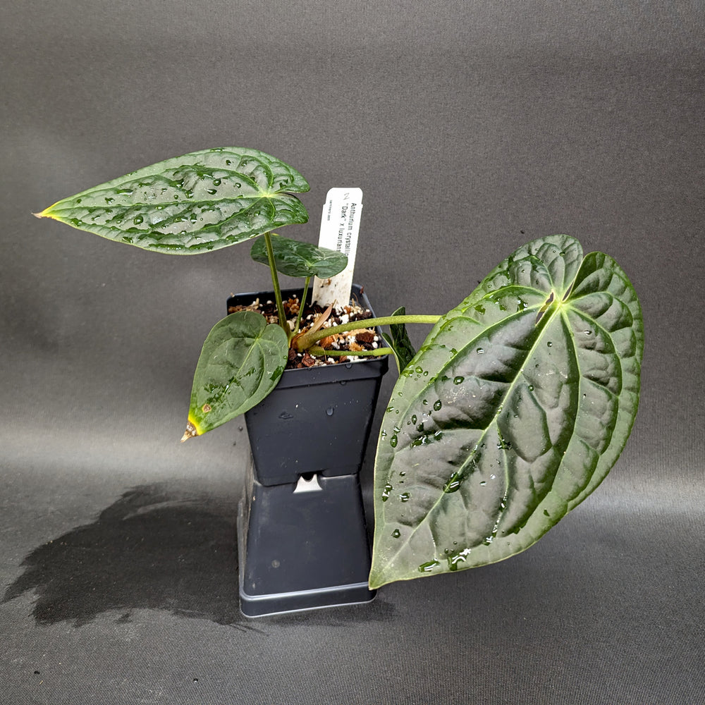 
                      
                        Anthurium crystallinum Dark x luxurians, CAR-0231
                      
                    