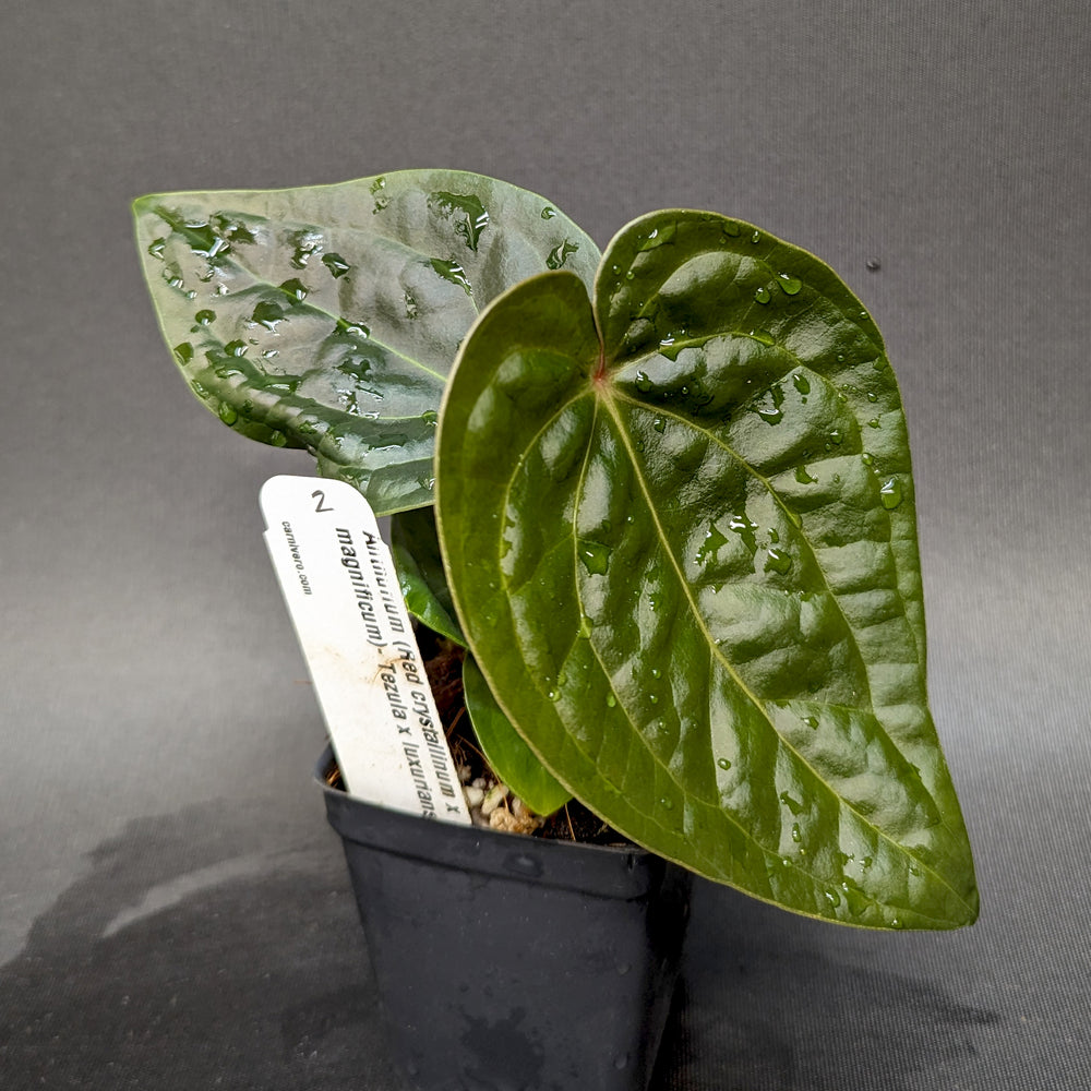 
                      
                        Anthurium (Red crystallinum x magnificum) -Tezula x luxurians, CAR-0236
                      
                    