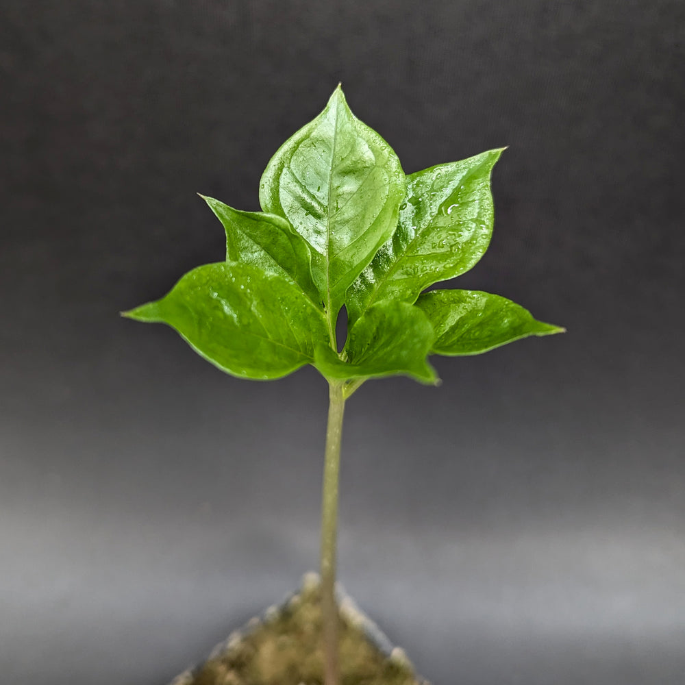 
                      
                        Amorphophallus variabilis, Voodoo Lily
                      
                    