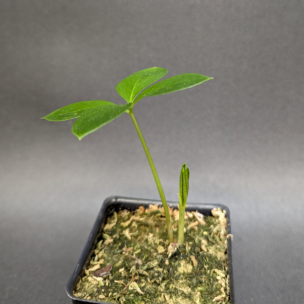 
                      
                        Amorphophallus paeoniifolius, Elephant Foot Yam, Stink Lily
                      
                    