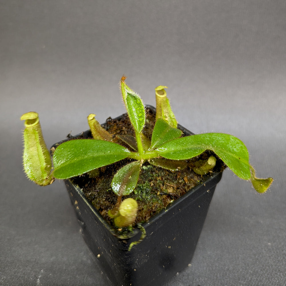 
                      
                        Nepenthes veitchii [(Murud x Candy) -Best Clone x "Cobra"], CAR-0207
                      
                    