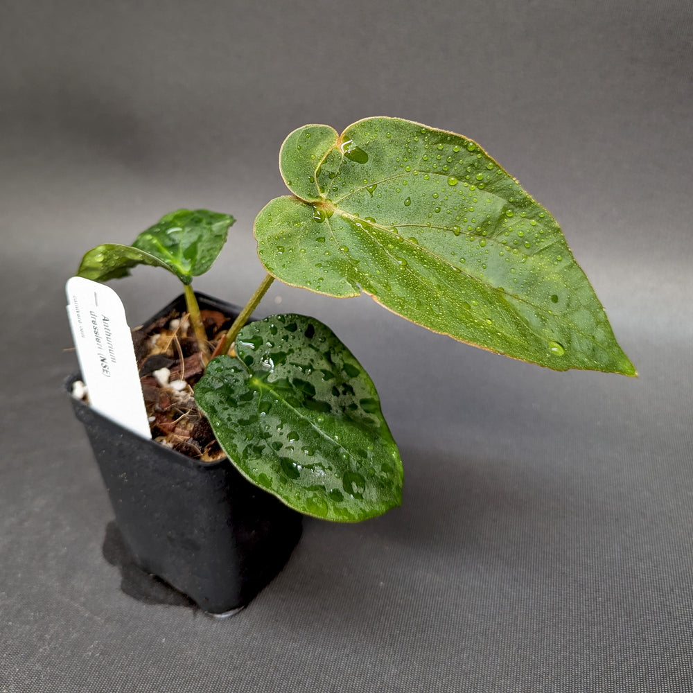 
                      
                        Anthurium dressleri - NSE
                      
                    