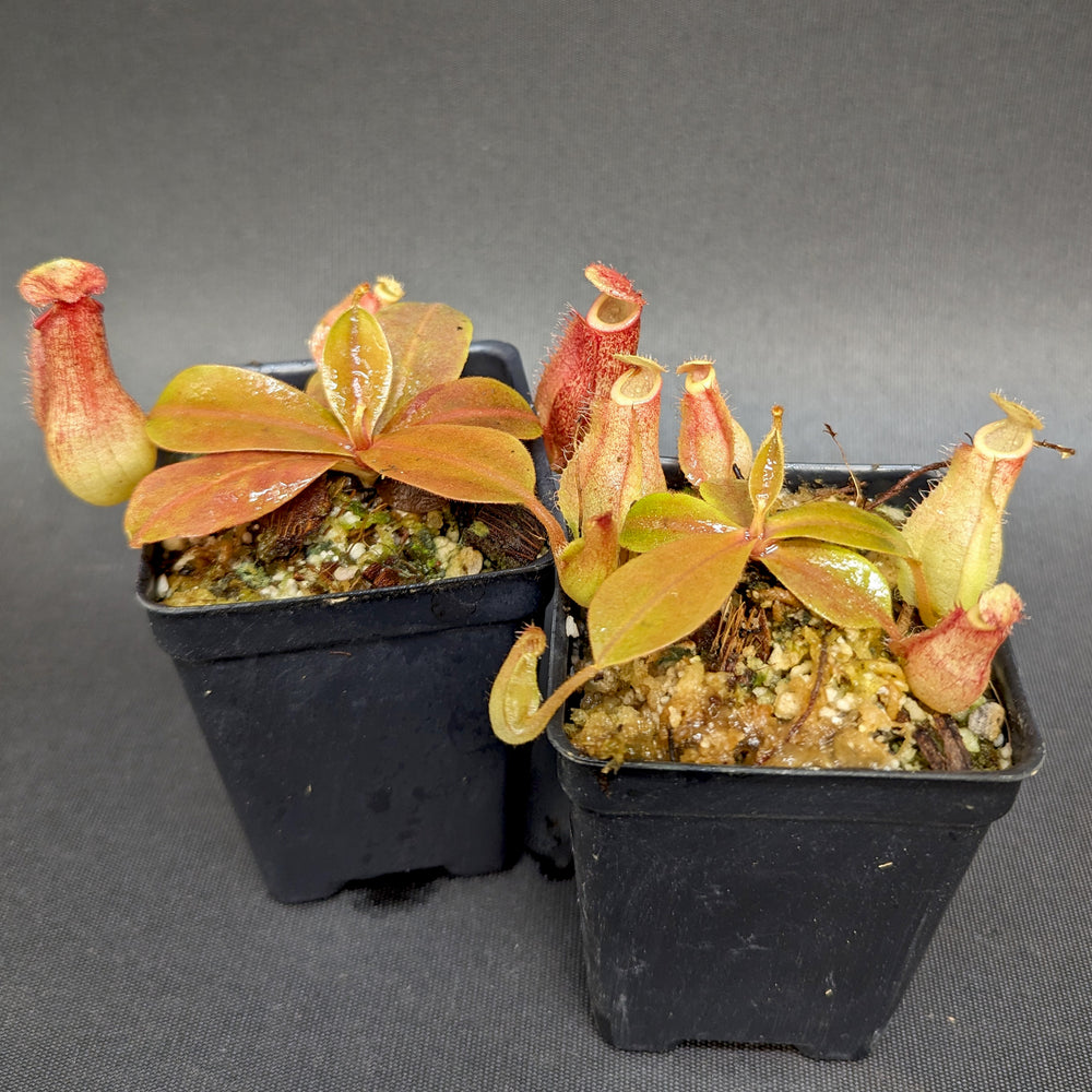 
                      
                        Nepenthes "Genira", CAR-0349, pitcher plant, carnivorous plant, collectors plant, large pitchers, rare plants 
                      
                    