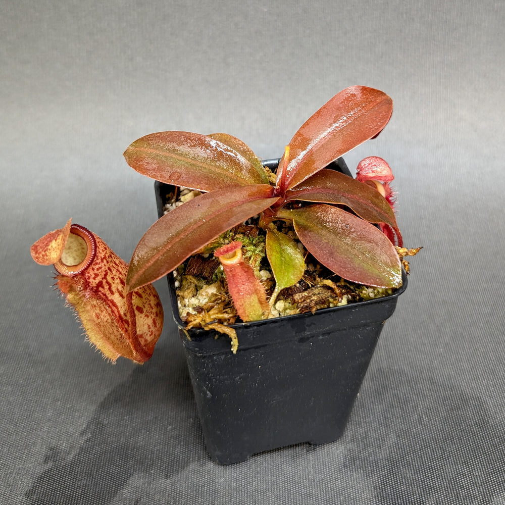 
                      
                        Nepenthes "Genira", CAR-0349, pitcher plant, carnivorous plant, collectors plant, large pitchers, rare plants 
                      
                    