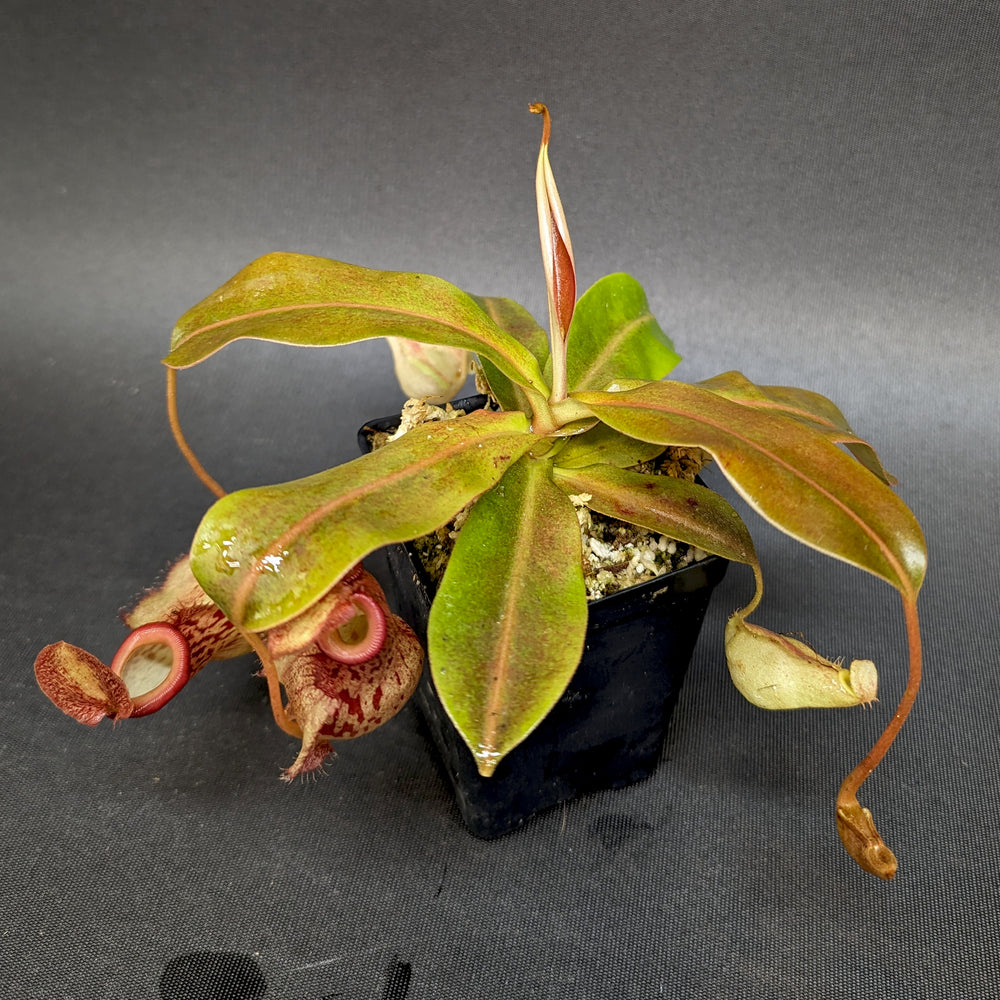 
                      
                        Nepenthes "Genira", CAR-0349, pitcher plant, carnivorous plant, collectors plant, large pitchers, rare plants 
                      
                    