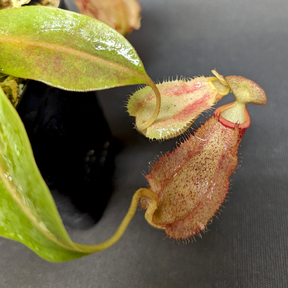 
                      
                        Nepenthes "Genira", CAR-0349, pitcher plant, carnivorous plant, collectors plant, large pitchers, rare plants 
                      
                    