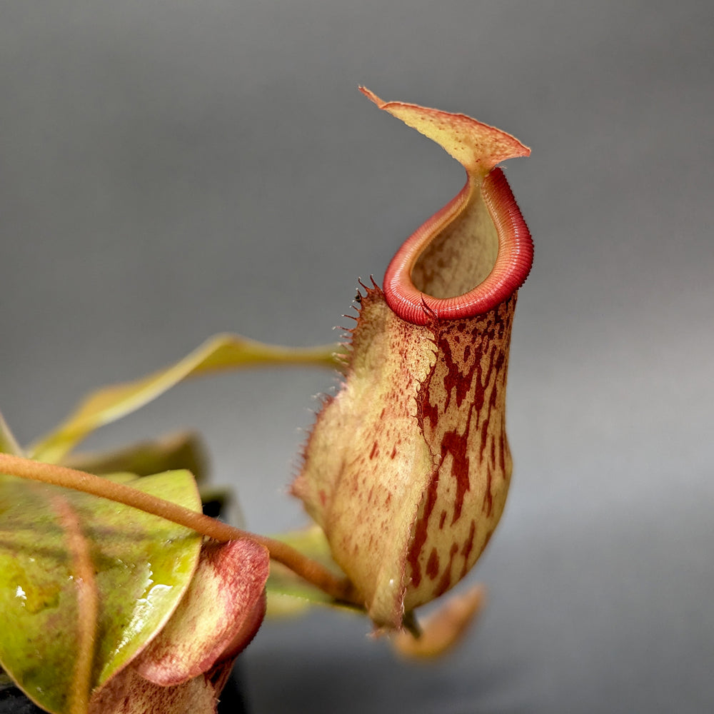 
                      
                        Nepenthes "Genira", CAR-0349, pitcher plant, carnivorous plant, collectors plant, large pitchers, rare plants 
                      
                    