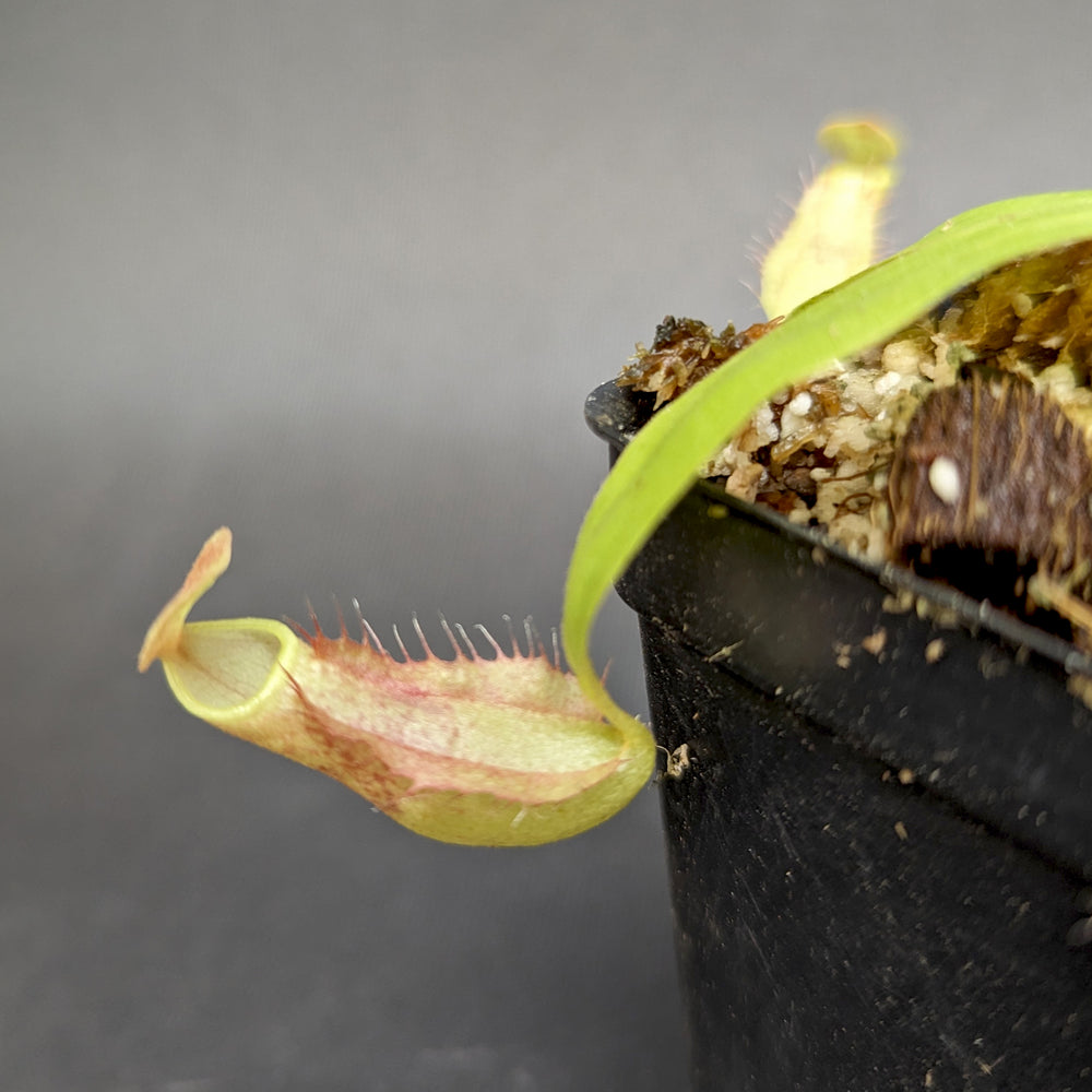 
                      
                        Nepenthes smilesii, CAR-0350
                      
                    