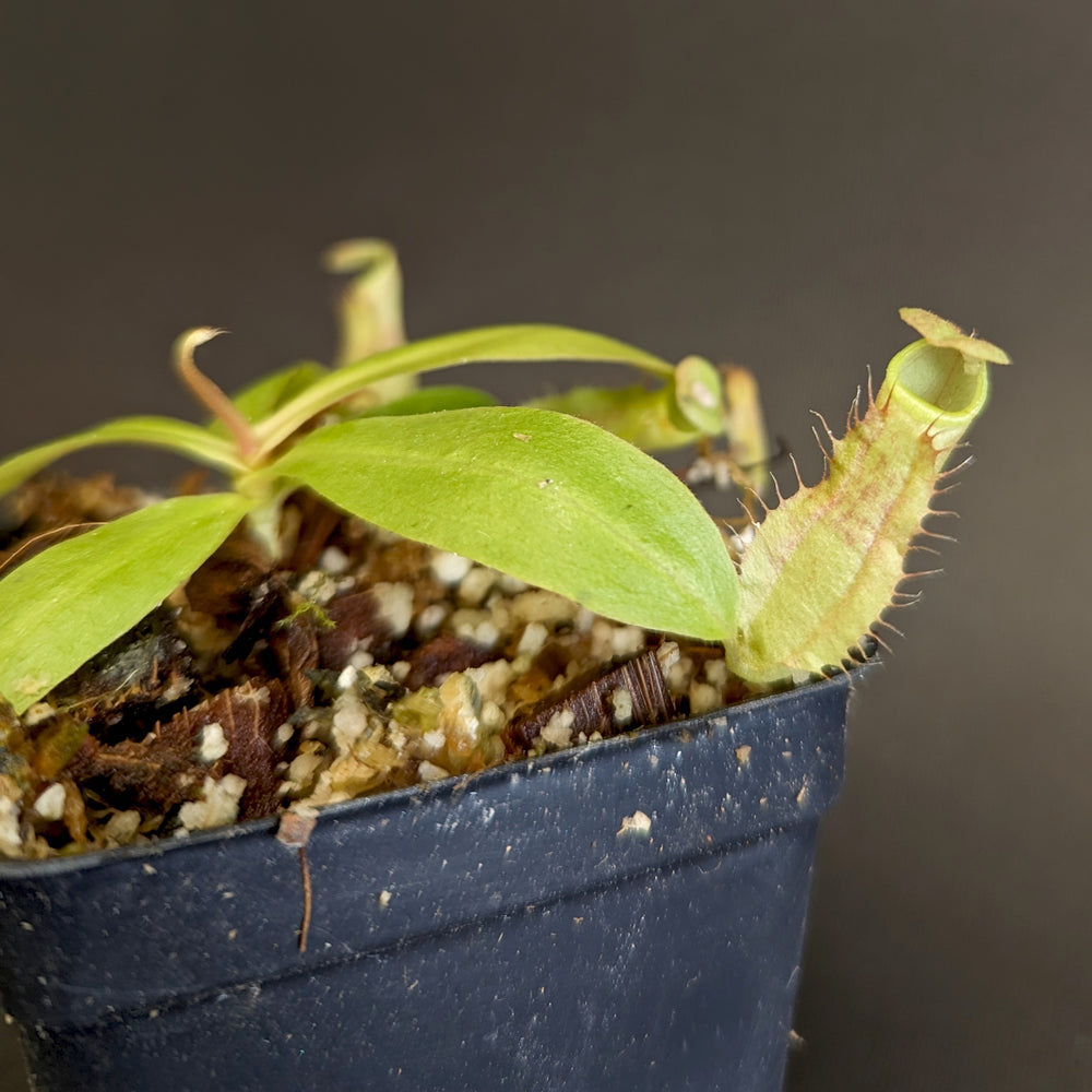 
                      
                        Nepenthes smilesii, CAR-0350
                      
                    