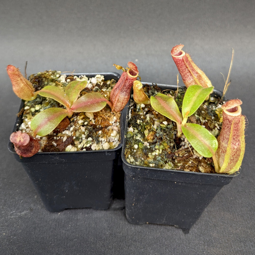 
                      
                        Nepenthes "Nedali", CAR-0353
                      
                    