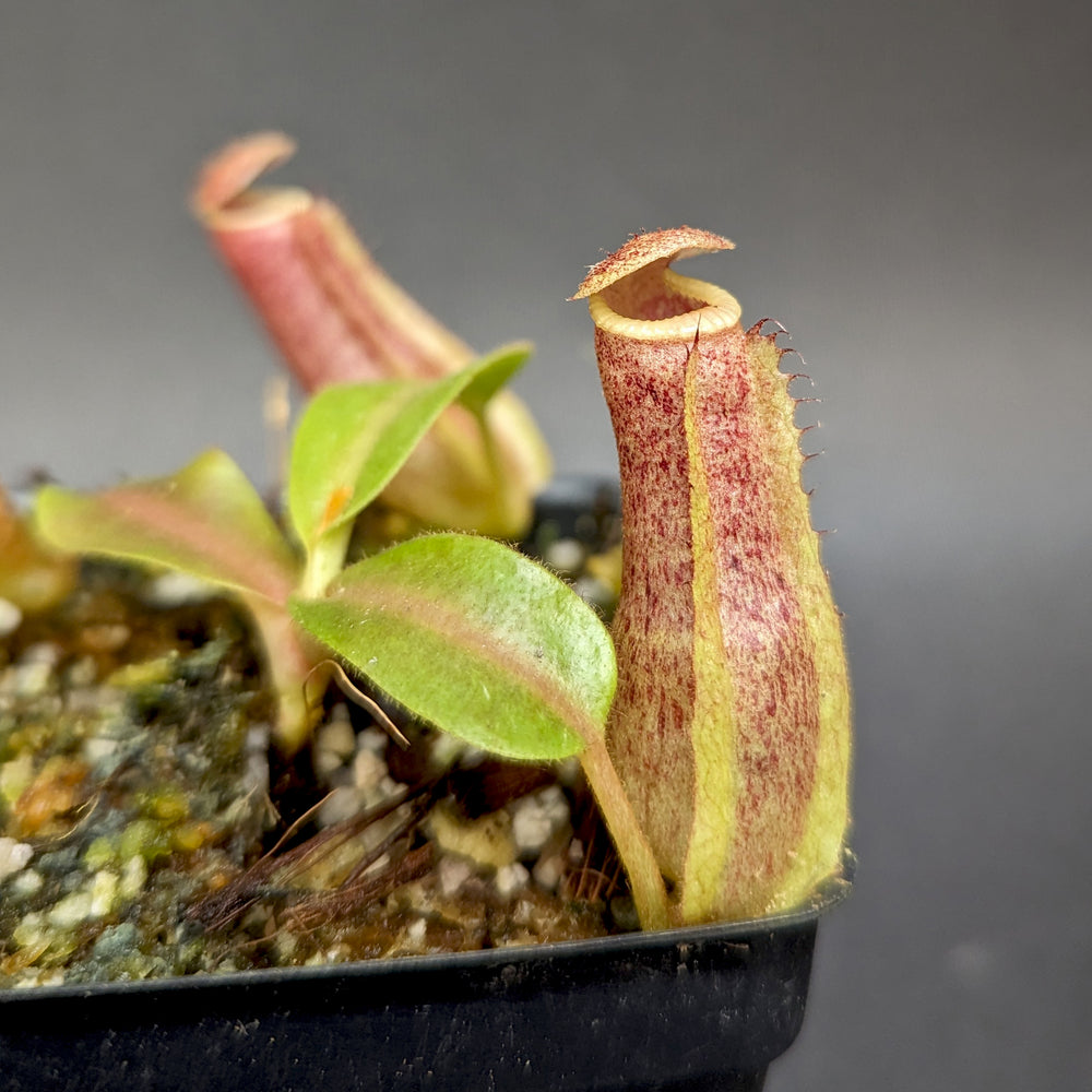 
                      
                        Nepenthes "Nedali", CAR-0353
                      
                    