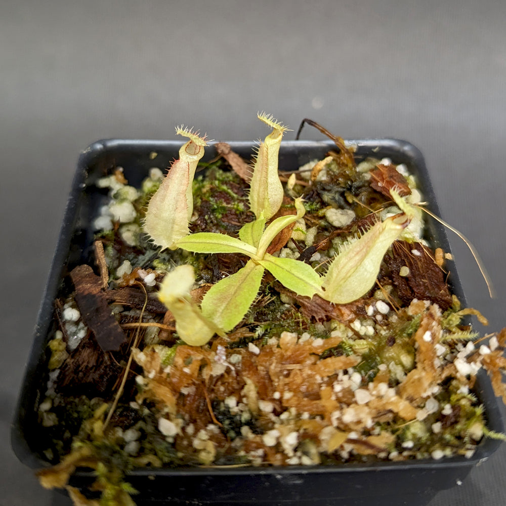 
                      
                        Nepenthes rafflesiana (Maroon x Fukakusa), CAR-0351
                      
                    