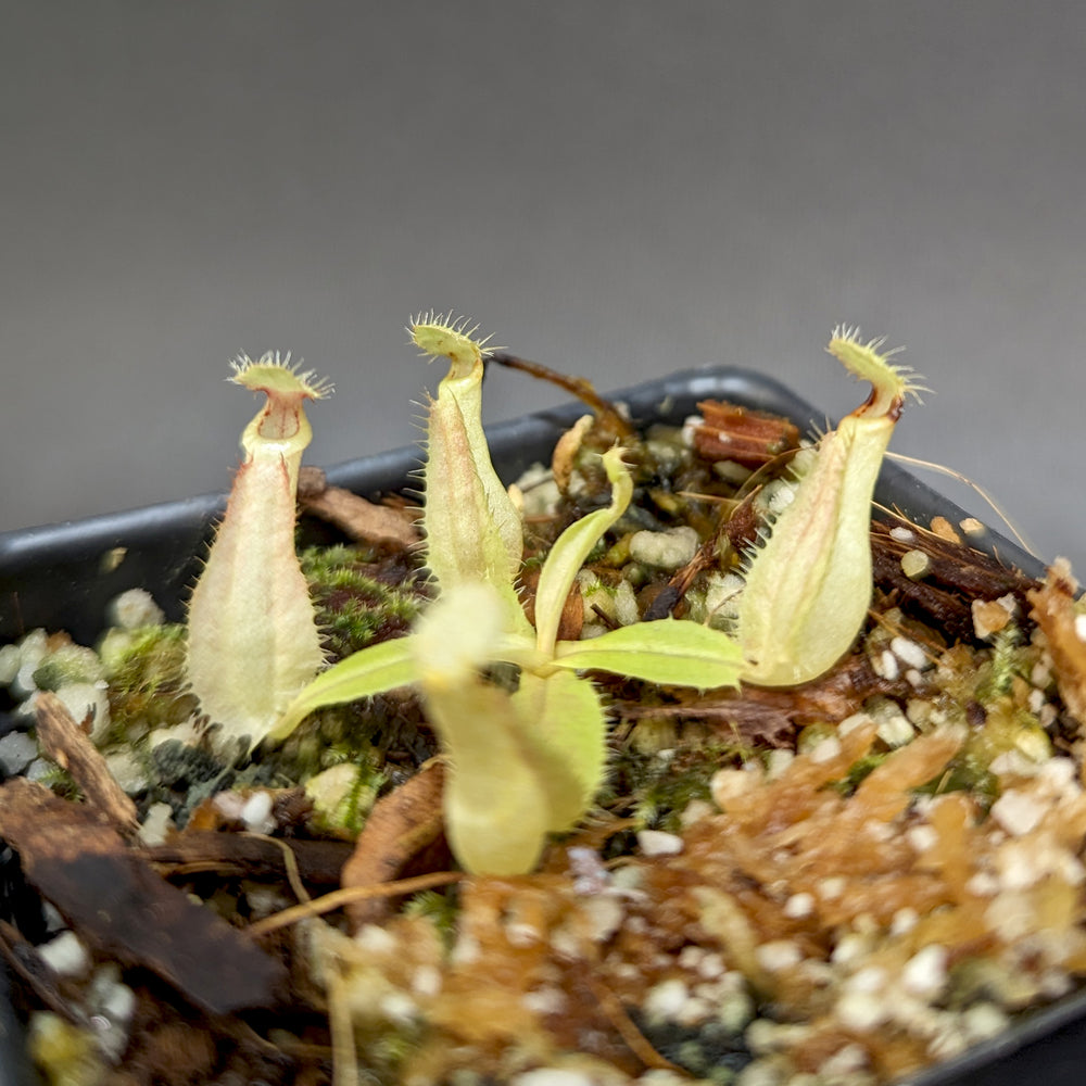 
                      
                        Nepenthes rafflesiana (Maroon x Fukakusa), CAR-0351
                      
                    