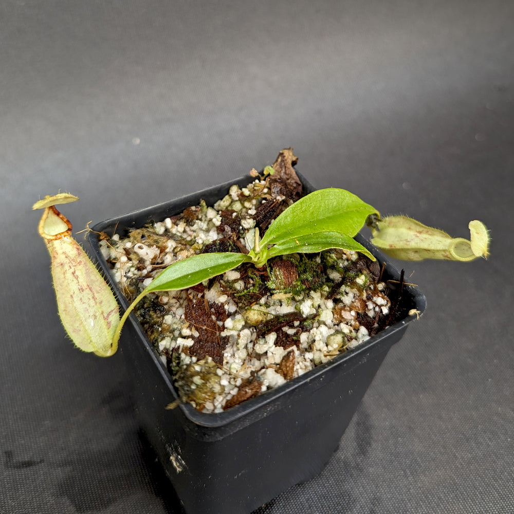 
                      
                        Nepenthes rafflesiana (Maroon x Fukakusa), CAR-0351
                      
                    