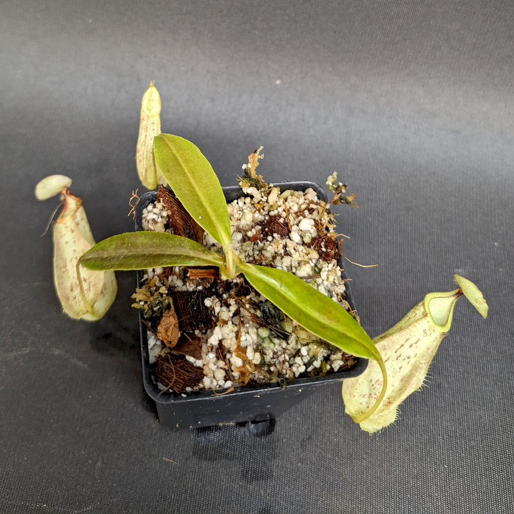 
                      
                        Nepenthes rafflesiana (Maroon x Fukakusa), CAR-0351
                      
                    