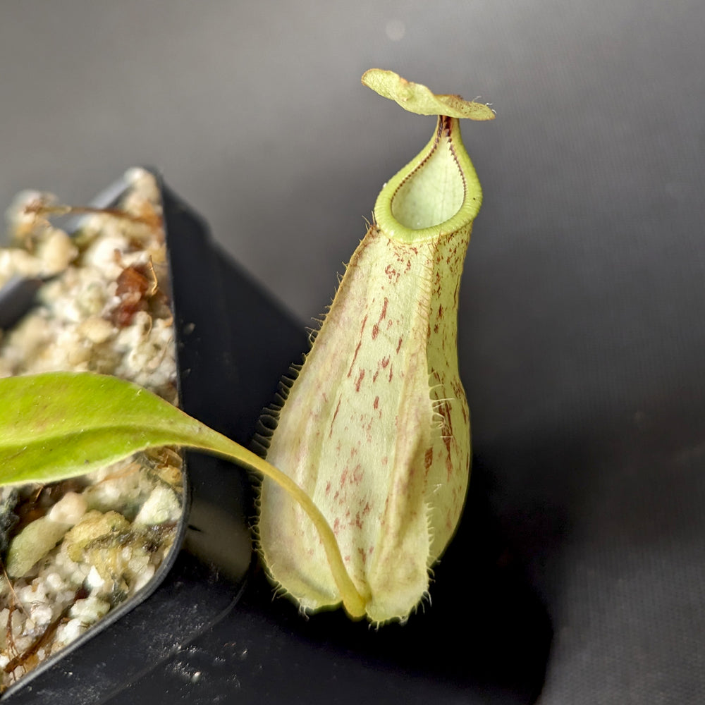 
                      
                        Nepenthes rafflesiana (Maroon x Fukakusa), CAR-0351
                      
                    