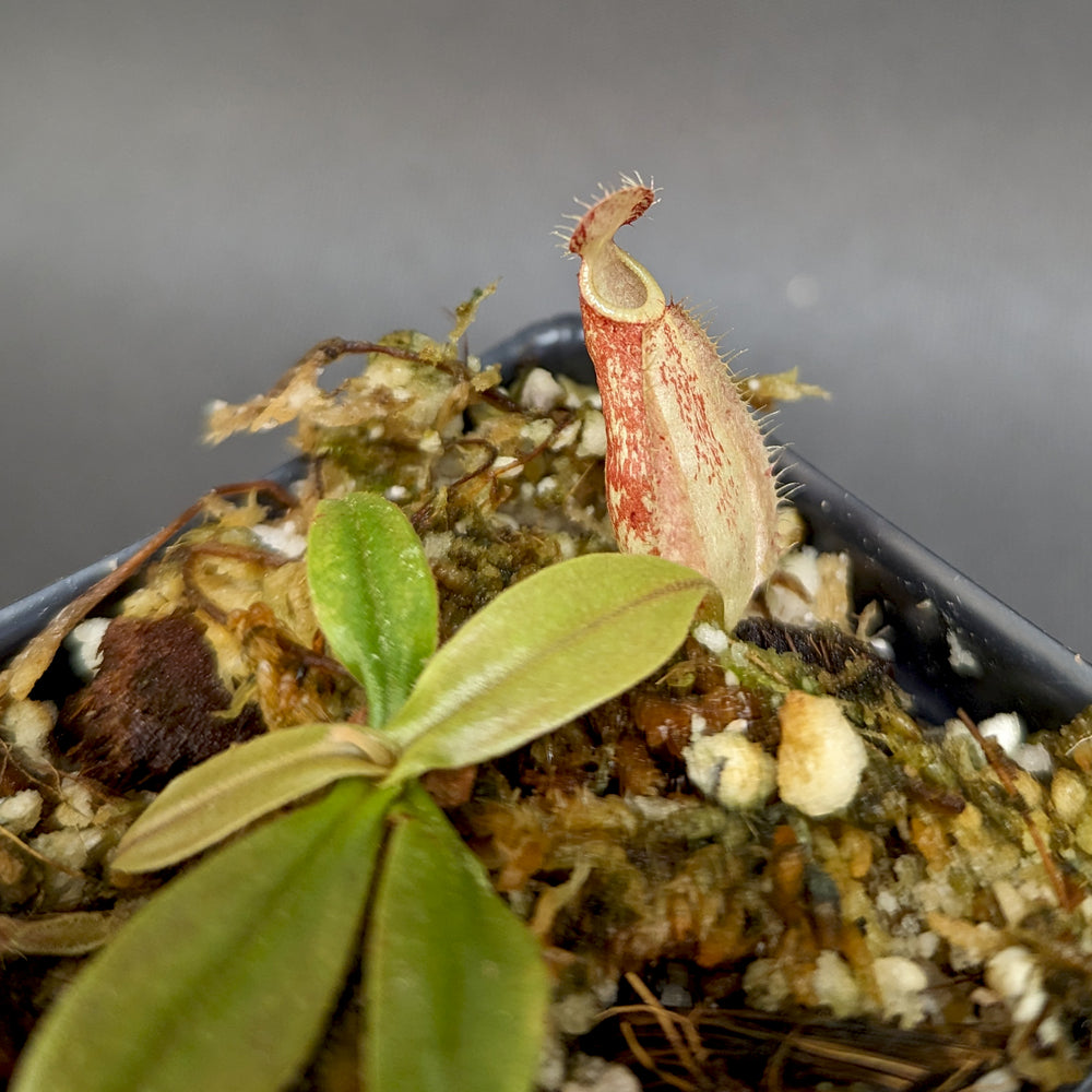 
                      
                        Nepenthes "Syrinix", CAR-0352
                      
                    