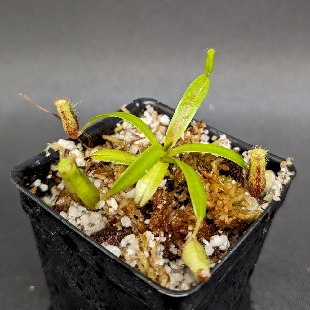 
                      
                        Nepenthes mikei
                      
                    