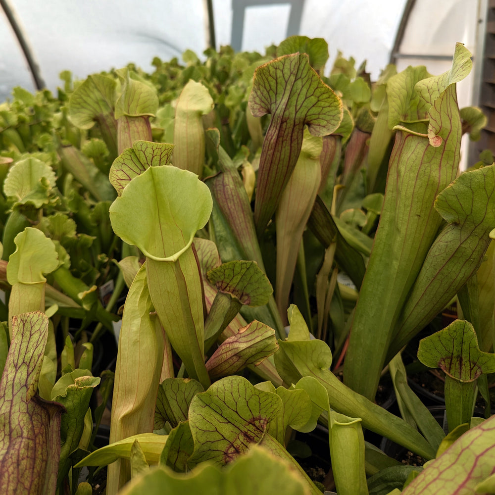 
                      
                        Sarracenia 'Meerkat Mob'
                      
                    