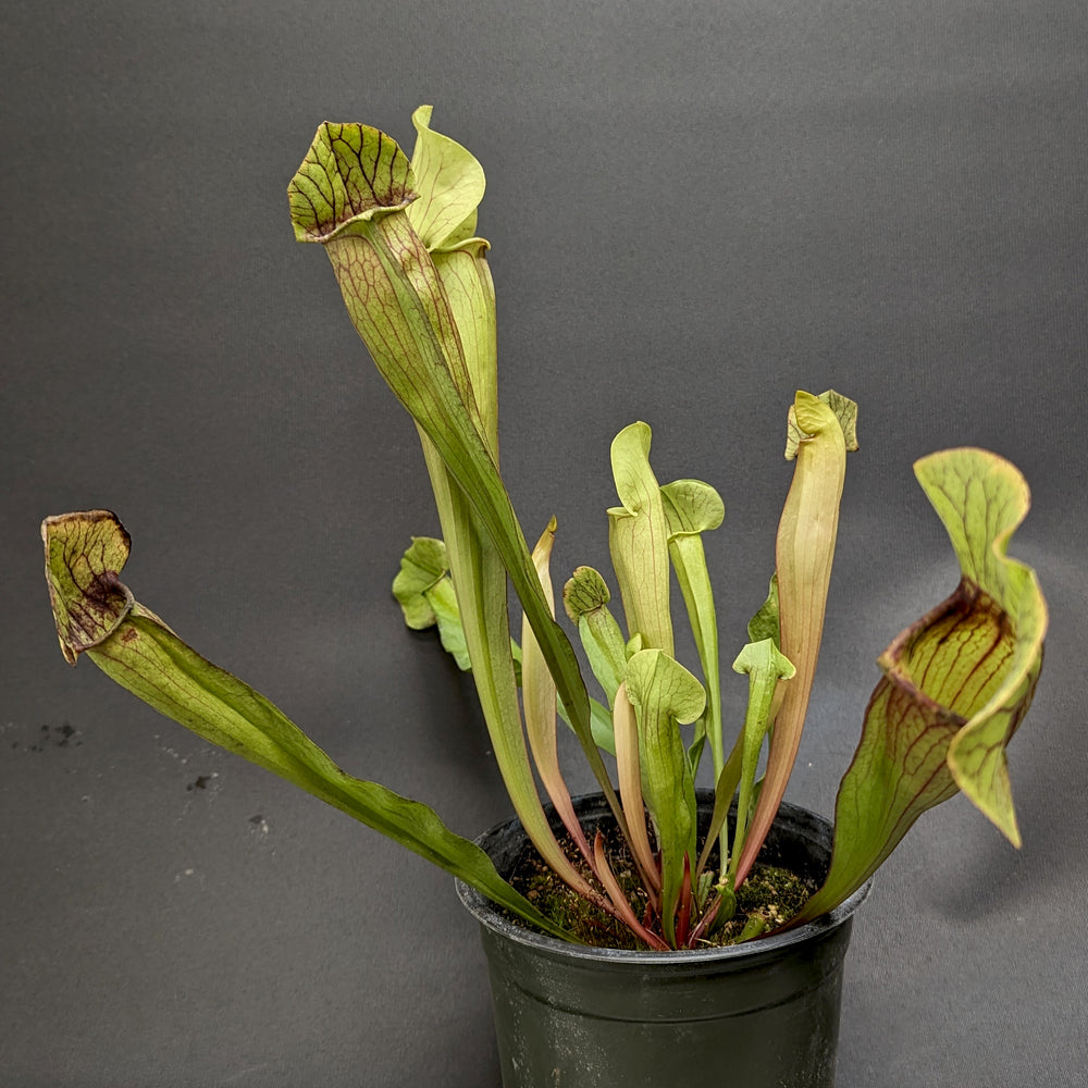 
                      
                        Sarracenia 'Meerkat Mob'
                      
                    