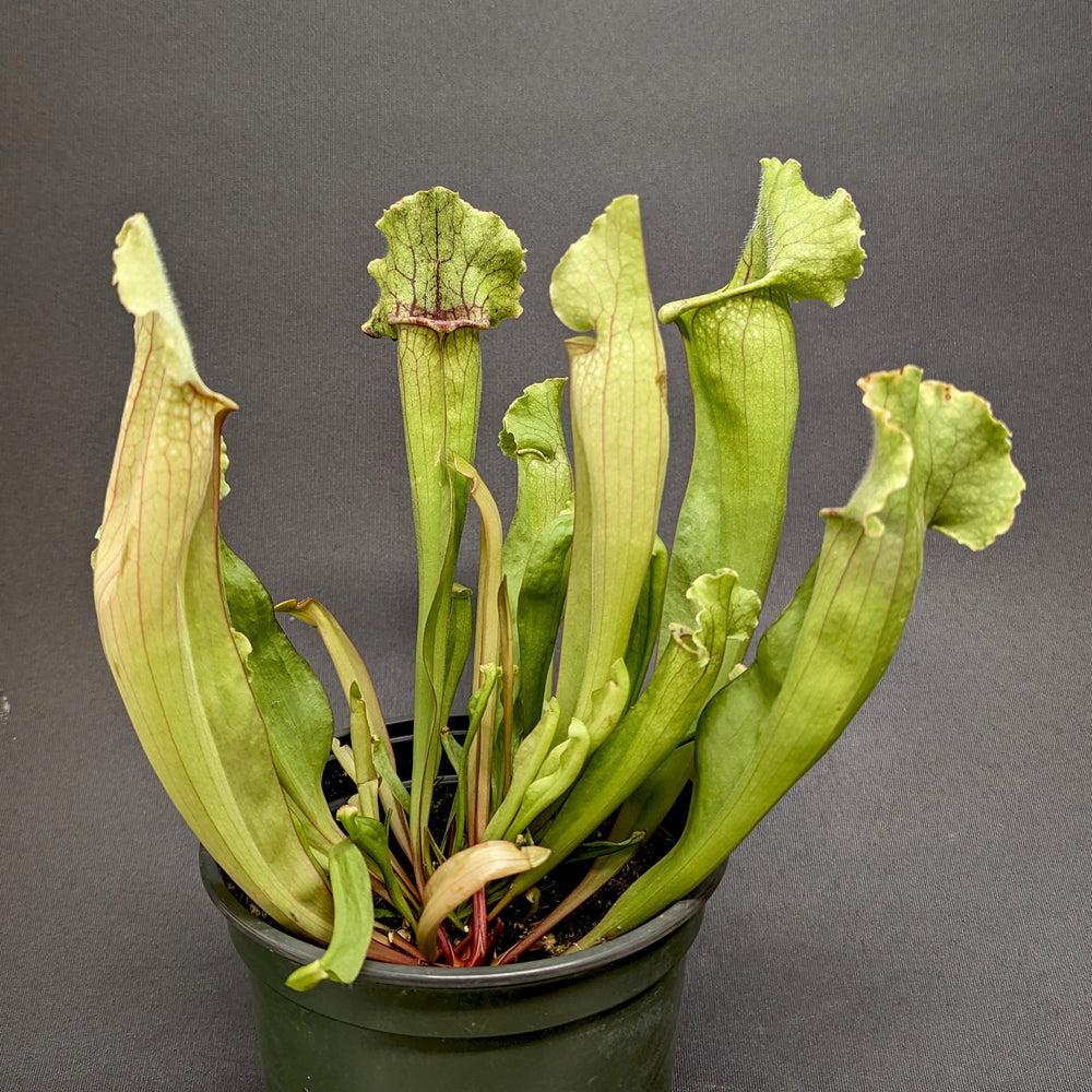 
                      
                        Sarracenia 'White Wizard'
                      
                    