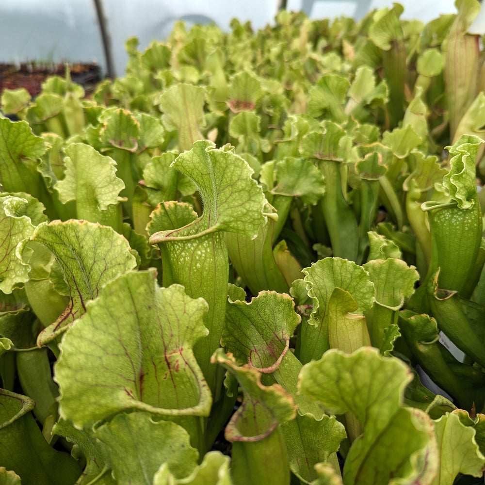 
                      
                        Sarracenia 'White Wizard'
                      
                    