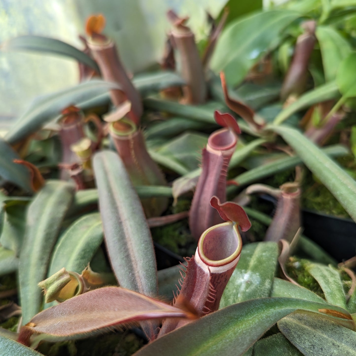 Nepenthes albomarginata "All Red"