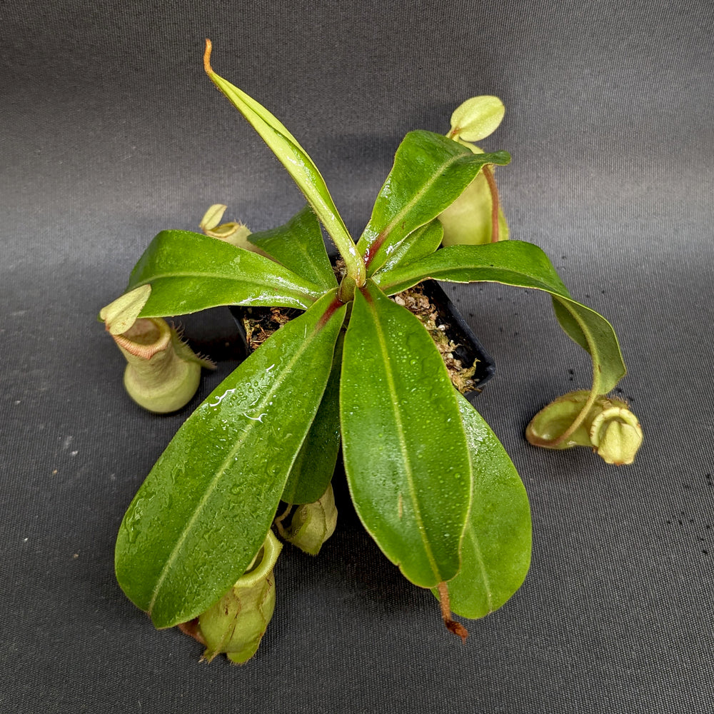 
                      
                        Nepenthes veitchii x ventricosa, BE-4500
                      
                    