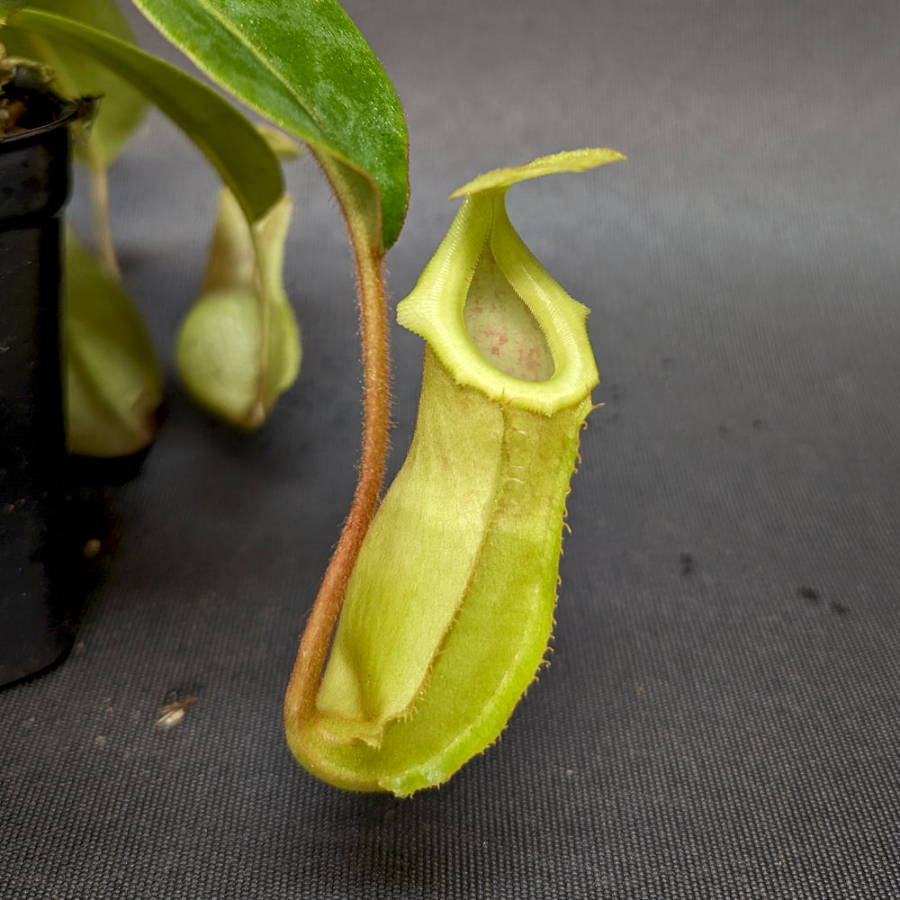 
                      
                        Nepenthes veitchii x ventricosa, BE-4500
                      
                    