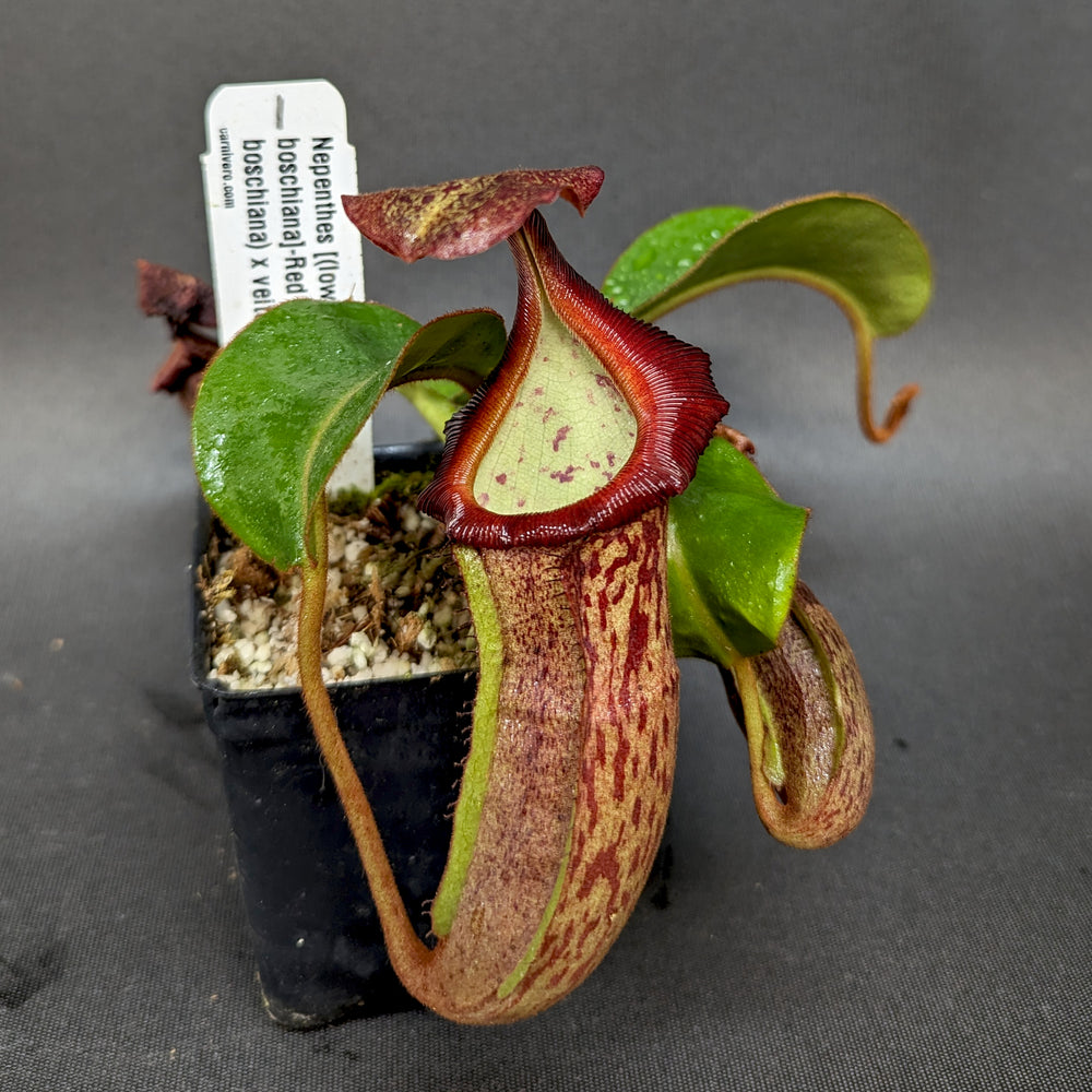 
                      
                        Nepenthes [(lowii x veitchii) x boschiana)] "Red Ruffled" x [(Rokko x boschiana) x veitchii] "Squat", CAR-0193
                      
                    