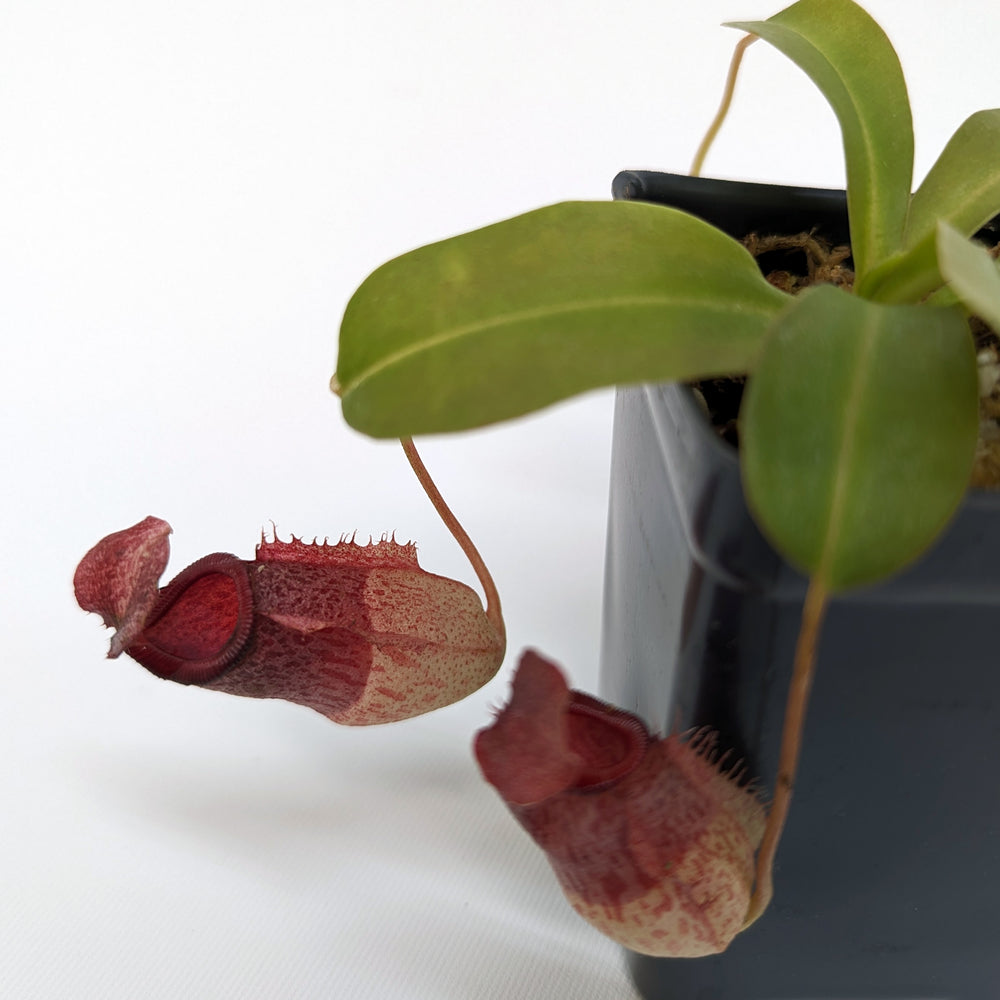 
                      
                        Nepenthes 'Mimi's Kiss'
                      
                    