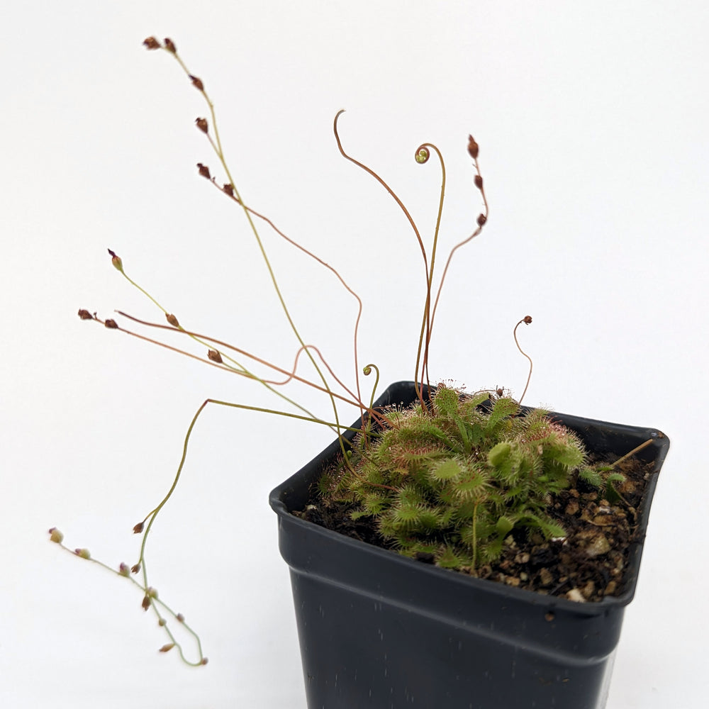 
                      
                        Drosera spatulata sundew
                      
                    