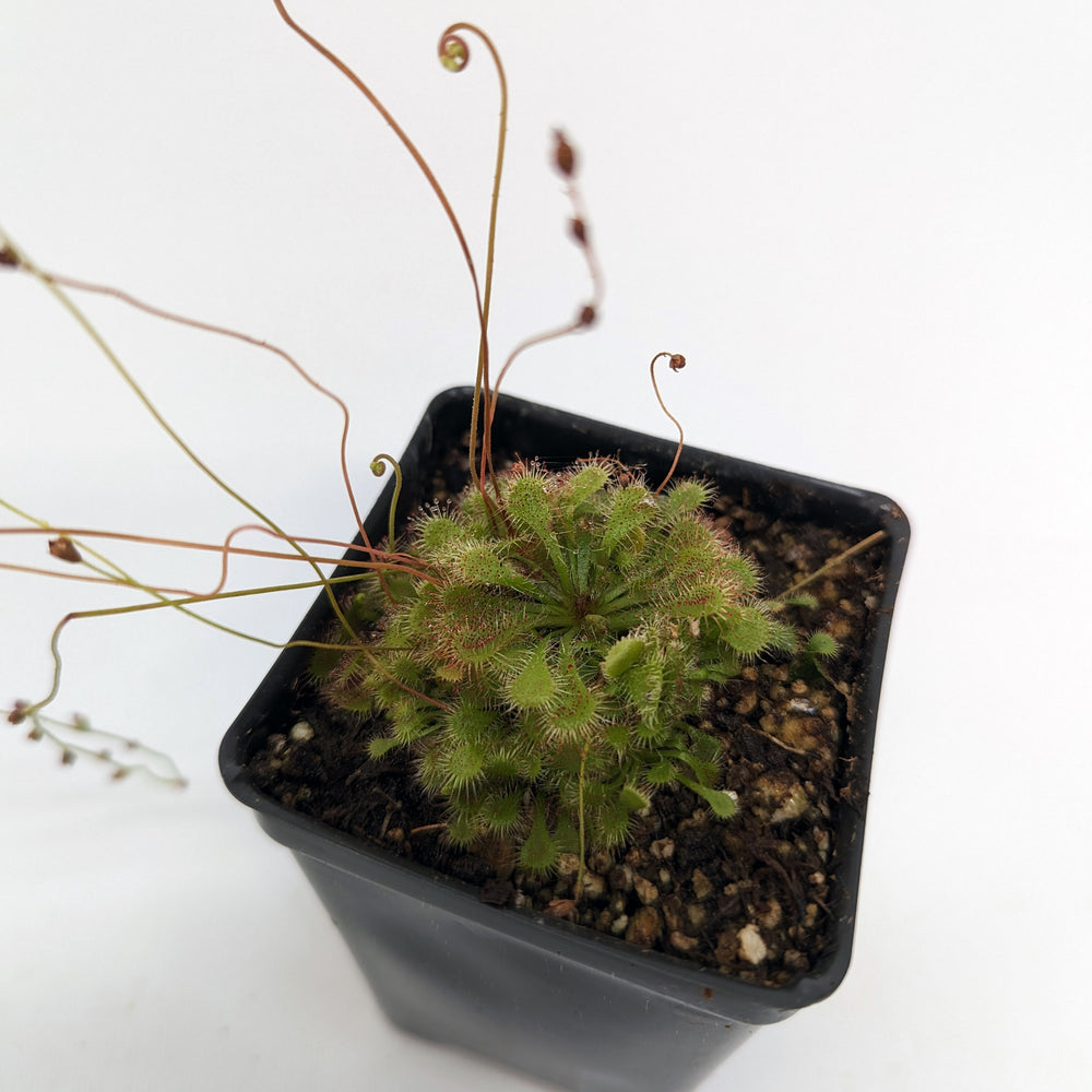 
                      
                        Drosera spatulata sundew
                      
                    