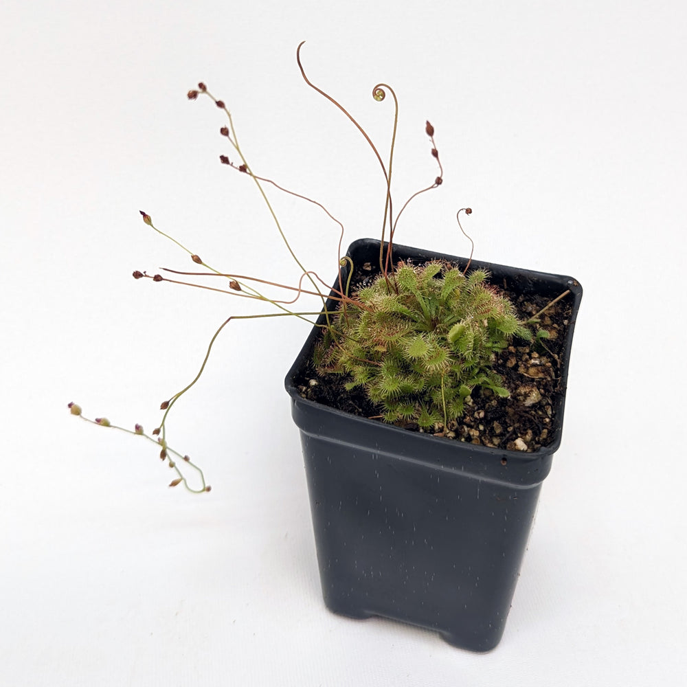 
                      
                        Drosera spatulata sundew
                      
                    