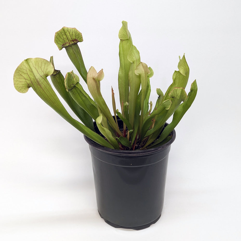 
                      
                        Sarracenia 'Meerkat Mob'
                      
                    